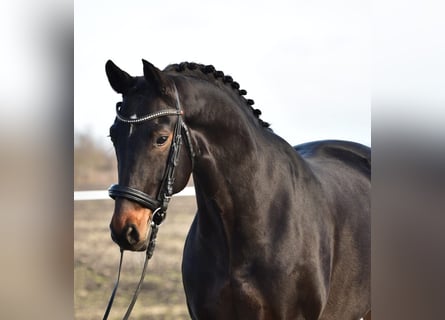 Hanovrien, Jument, 7 Ans, 172 cm, Bai