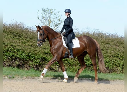 Hanovrien, Jument, 7 Ans, 173 cm, Alezan brûlé