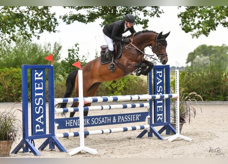 Hanovrien, Jument, 7 Ans, 174 cm, Bai