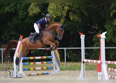 Hanovrien, Jument, 7 Ans, 178 cm, Alezan