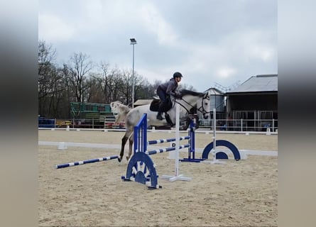 Hanovrien, Jument, 8 Ans, 162 cm, Gris