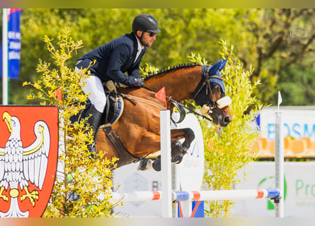 Hanovrien, Jument, 8 Ans, 163 cm, Bai cerise