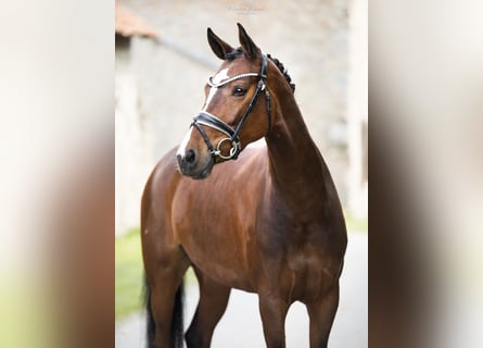 Hanovrien, Jument, 8 Ans, 164 cm, Bai