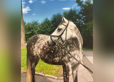 Hanovrien, Jument, 8 Ans, 164 cm, Gris