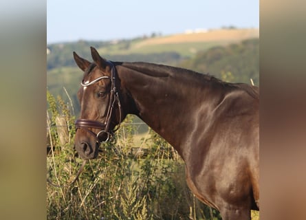 Hanovrien, Jument, 8 Ans, 165 cm, Bai brun