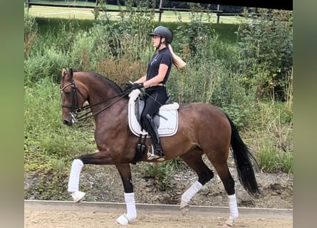 Hanovrien, Jument, 8 Ans, 165 cm, Bai