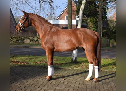 Hanovrien, Jument, 8 Ans, 167 cm, Alezan