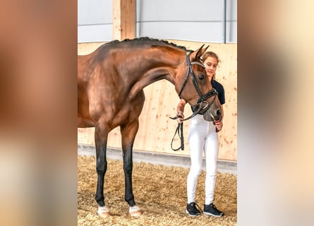 Hanovrien, Jument, 8 Ans, 167 cm, Bai