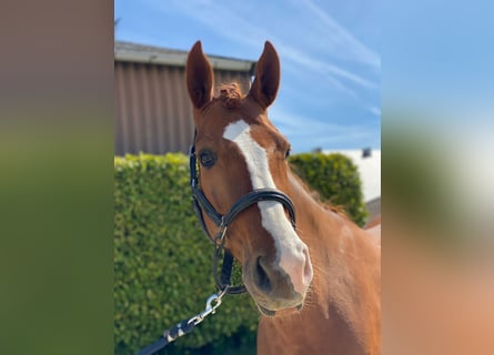 Hanovrien, Jument, 8 Ans, 168 cm, Alezan brûlé