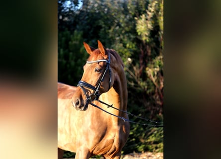 Hanovrien, Jument, 8 Ans, 168 cm, Alezan