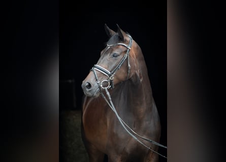 Hanovrien, Jument, 8 Ans, 168 cm, Bai brun