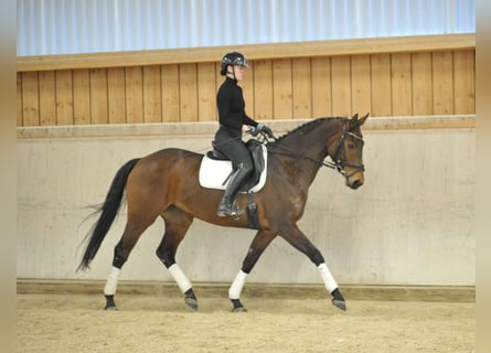 Hanovrien, Jument, 8 Ans, 168 cm, Bai