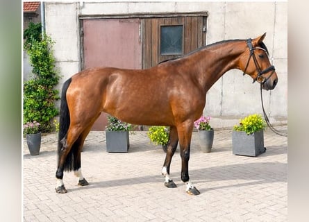 Hanovrien, Jument, 8 Ans, 169 cm, Bai