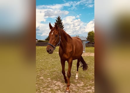 Hanovrien, Jument, 8 Ans, 170 cm, Alezan brûlé