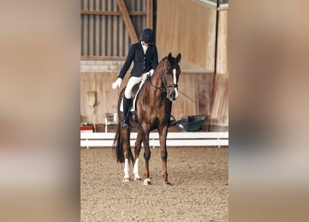Hanovrien, Jument, 8 Ans, 170 cm, Alezan brûlé