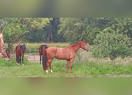 Hanovrien, Jument, 8 Ans, 171 cm, Alezan