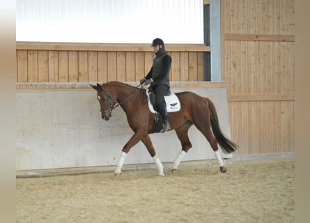 Hanovrien, Jument, 8 Ans, 172 cm, Alezan