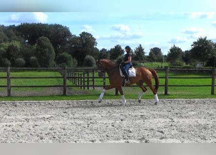 Hanovrien, Jument, 8 Ans, 172 cm, Alezan