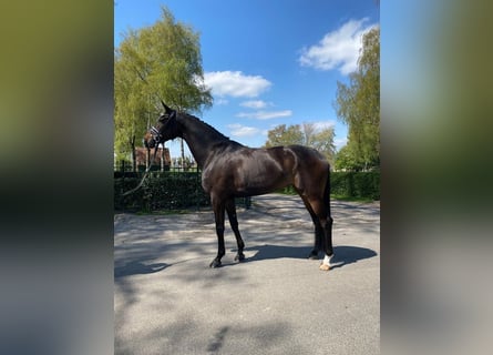 Hanovrien, Jument, 8 Ans, 172 cm, Bai brun