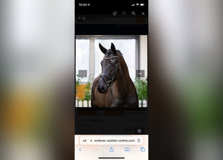 Hanovrien, Jument, 8 Ans, 172 cm, Noir