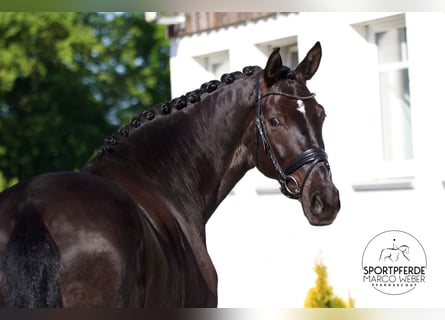 Hanovrien, Jument, 8 Ans, 172 cm, Noir