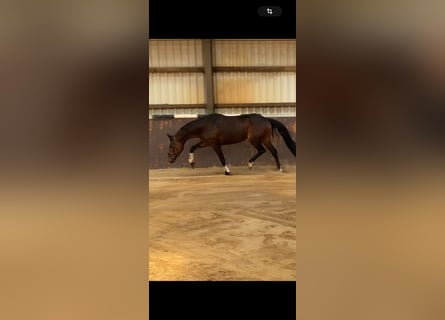 Hanovrien, Jument, 8 Ans, 173 cm, Bai