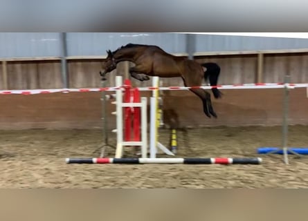 Hanovrien, Jument, 8 Ans, 175 cm, Bai