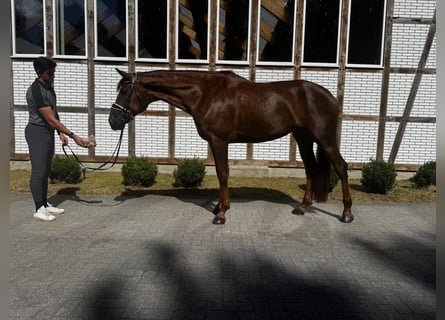 Hanovrien, Jument, 8 Ans, 178 cm, Alezan