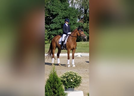 Hanovrien, Jument, 9 Ans, 163 cm, Alezan