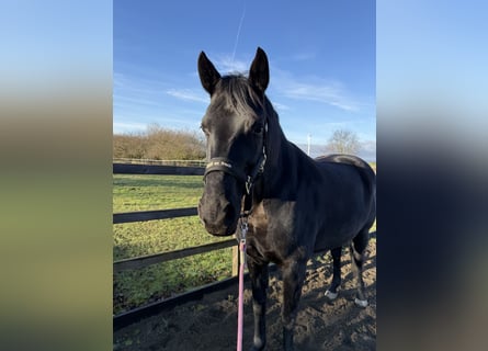 Hanovrien, Jument, 9 Ans, 165 cm, Noir