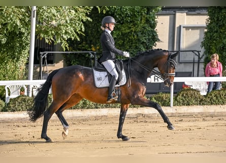 Hanovrien, Jument, 9 Ans, 168 cm, Bai brun