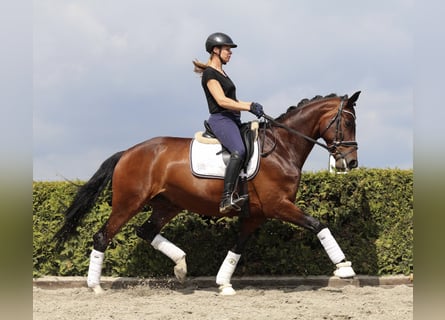 Hanovrien, Jument, 9 Ans, 168 cm, Bai brun