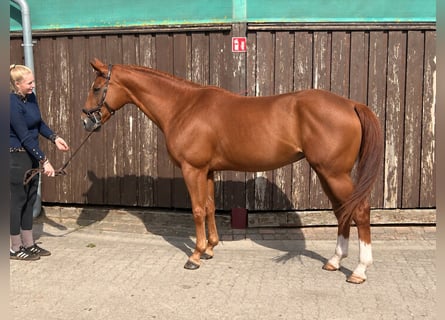Hanovrien, Jument, 9 Ans, 170 cm, Alezan