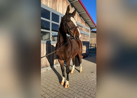 Hanovrien, Jument, 9 Ans, 170 cm, Bai brun