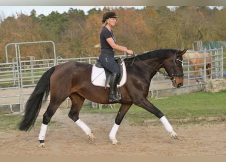 Hanovrien, Jument, 9 Ans, 170 cm, Bai