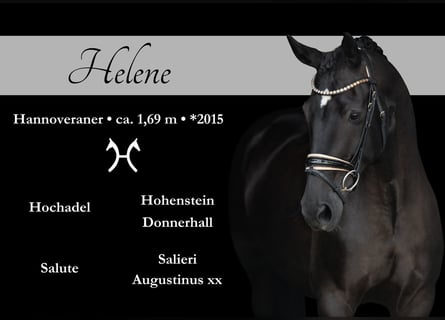 Hanovrien, Jument, 9 Ans, 170 cm, Noir