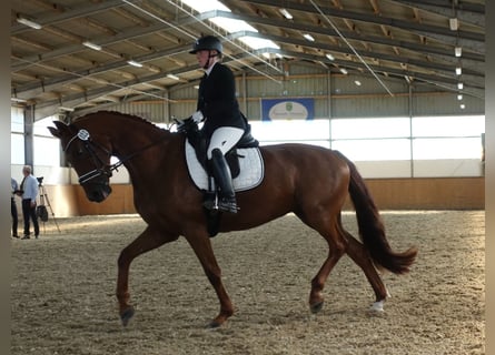 Hanovrien, Jument, 9 Ans, 171 cm, Alezan brûlé