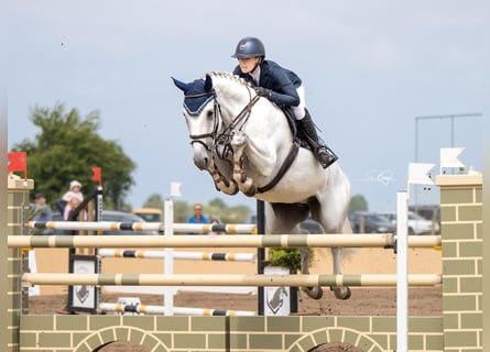 Hanovrien, Jument, 9 Ans, 172 cm, Gris