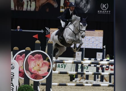 Hanovrien, Jument, 9 Ans, 172 cm, Gris