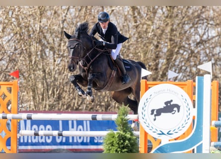 Hanovrien, Jument, 9 Ans, 172 cm, Noir