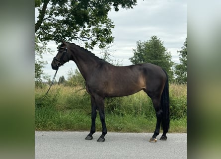 Hanovrien, Jument, 9 Ans, 173 cm, Bai brun foncé