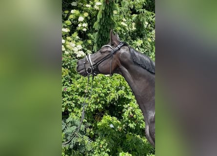 Hanovrien, Jument, 9 Ans, 173 cm, Noir