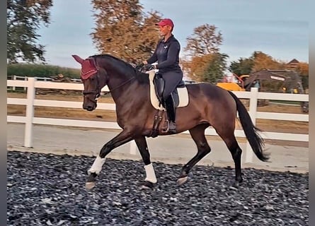 Hanovrien, Jument, 9 Ans, 174 cm, Bai