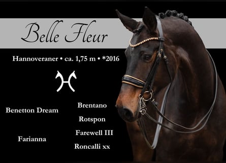 Hanovrien, Jument, 9 Ans, 175 cm, Bai brun