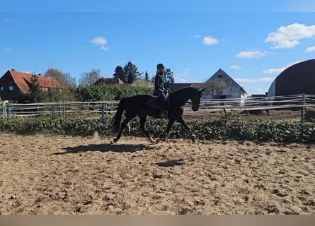 Hanovrien, Jument, 9 Ans, 175 cm, Bai brun foncé