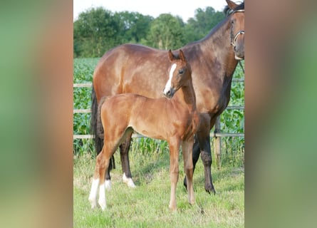 Hanovrien, Jument, Poulain (05/2025), 170 cm, Bai brun