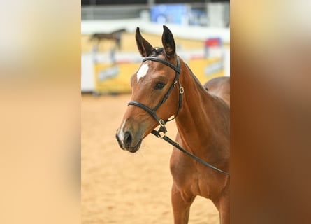 Hanovrien, Jument, Poulain (04/2025), 174 cm, Bai cerise