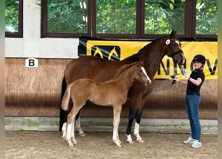 Hanovrien, Jument, Poulain (04/2024), Alezan