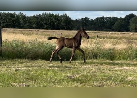 Hanovrien, Jument, Poulain (04/2024), Bai brun