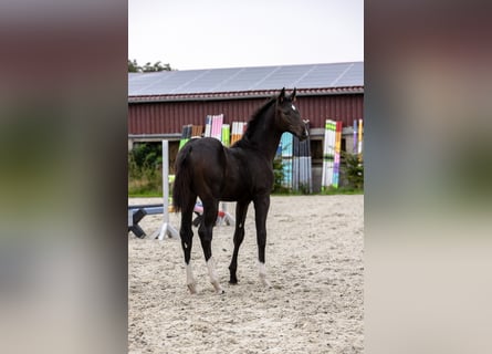 Hanovrien, Jument, Poulain (05/2026), Bai brun